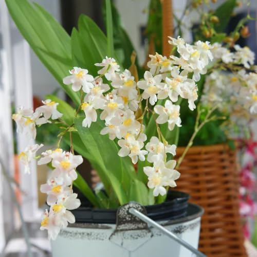 orchidea oncidium - Arredamento del soggiorno con rialzata ufficio sempreverdi d'appartamento purificatrici d'aria di selvatici esotici rampicanti, 200semi