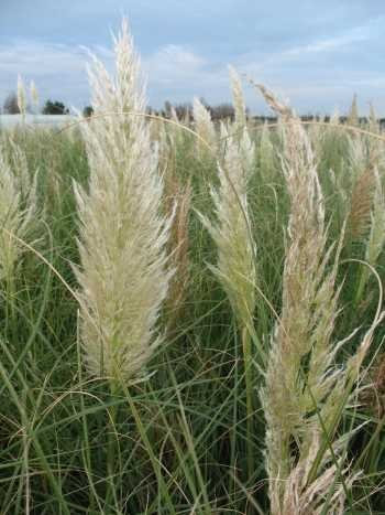 Pampasgras Cortaderia selloana Argentea im 10 Liter Pflanzcontainer