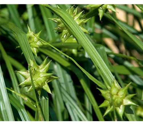 Carex grayi Morgenstern - Stella del mattino, sega, erba mattina, in vaso da 13 cm, in qualità da giardiniere di fiori Eber - 13 cm