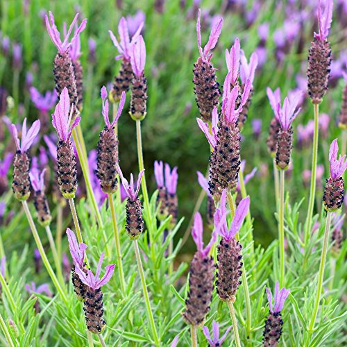 Francese Lavanda, semi di Lavanda spagnola - Lavandula stoechas