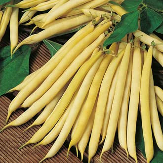 Mr Fothergill’s Dwarf French Bean Cala D'Or Vegetable Seeds, Yellow