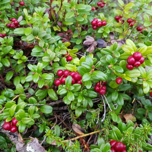 Cranberry 'Pilgrim' - Evergreen Cascading Berries for Containers and Baskets 9cm Pot x 2 by Thompson & Morgan