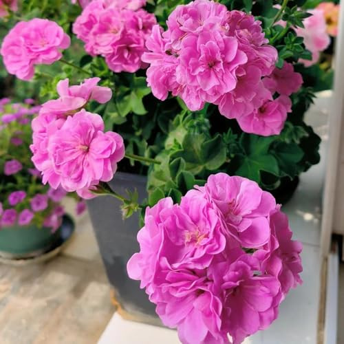 semi di geranio, decorazioni giardino per esterni giardino tappezzanti in vaso rialzata rara rampicante balcone con interna 250pcs