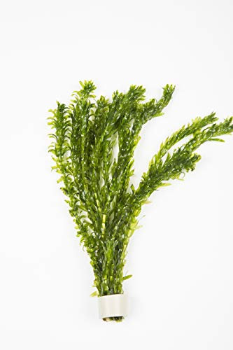 Pianta acquatica ossigenante Potamogeton Egeria Densa per laghetti, 10 unità, ideale anche come pianta per acquarii