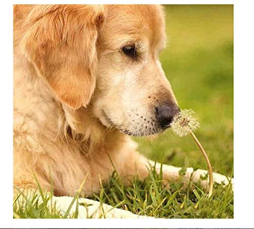 Kreuzstich Stickpackungen,Golden Retriever Löwenzahn,11CT Kreuzstich Set Vorgedruckt,Stickbilder Vorgedruckt Kreuzstich für Wandkunst-Heimdekoration 40 × 50cm