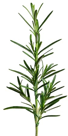 edn SmallGarden Rosemary SeedPods - 10 Pack