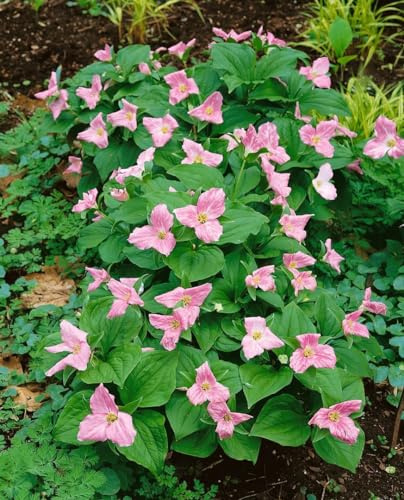Trillium erectum 9x9 cm Topf – Winterhart, Mehrjährig, Pflegeleicht – Roter Dreiblatt – Staude für Schattenbeet & Gehölzrand