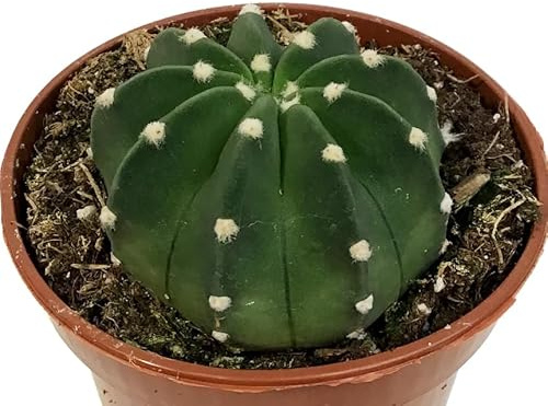 Echinopsis Denudatum Natural - Mini Cactus de Interior o Exterior