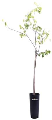 Vivaio Garden Forest Averrhoa carambola Albero da frutto tropicale