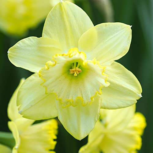 Daffodil Narcissus Bulbs ‘St Patrick's Day' Hardy Bulb Green-Yellow Blooms Easy to Grow Your Own Garden Flowers 10x Bulbs by Thompson & Morgan (10)