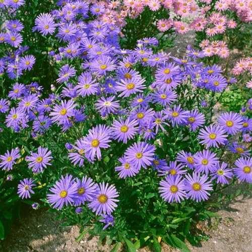 Aster amellus 'Dr Otto Petscheck' 9x9 cm Topf – Winterhart, Mehrjährig, Pflegeleicht – Berg-Aster – Staude für Beet & Rabatte