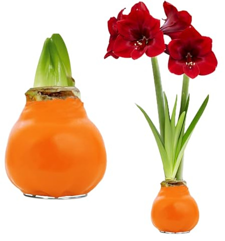 FLORIUM - Wachs Amaryllis Zwiebeln Orange – Wachsamaryllis 28/30 Großformat | 2 Stück | gewachst/wax | ohne Gießen | Exklusive Zimmerpflanzen aus Holland - Hippeastrum (kein glas, vase und Topf.)