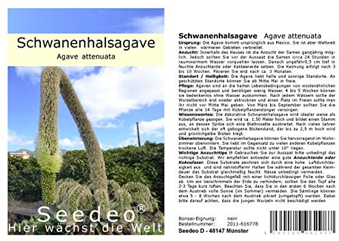 Seedeo® Schwanenhalsagave (Agave attenuata) 20 Samen