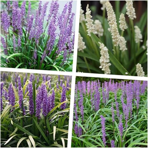 Stauden Gänge 4 x Liriope muscari Kollektion Lilientraube Mix winterhart | Niedriges Ziergras für Sonne bis Halbschatten, Blüte August bis Oktober, mehrjährig, 1 L Topf (11x11 cm)