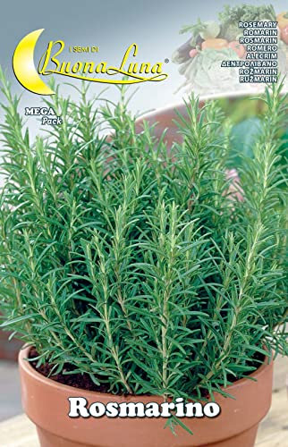 10PZ SEMI ORTO ROSMARINO