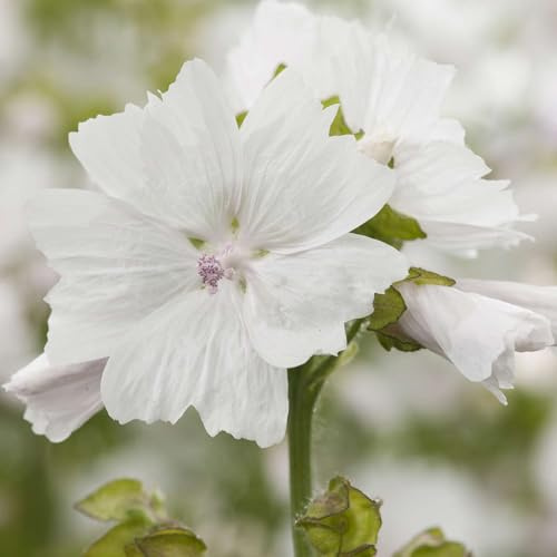 Weiße Moschus-Malve - Malva moschata alba- winterharte Staude -reinweiße Blüten - im 9 cm Topf
