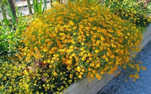1 Pack of 500 SEEEDS Mexican Tarragon - Tagetes lucida