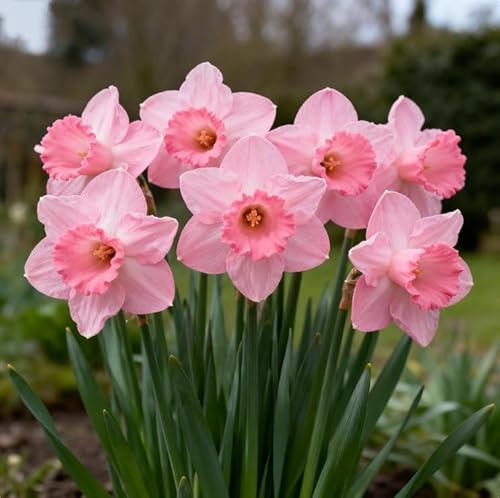 Rizoma de Narciso Perenne: adecuado para plantación al aire libre, diseño de paisaje y con floración duradera-6 Rizomas-D