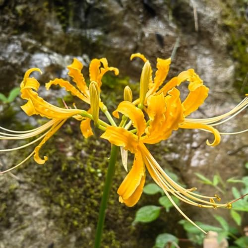 bulbi di giglio ragno - lycoris radiata - resistenti, rossa di aconito invernale, balcone per luoghi soleggiati, 5pcs