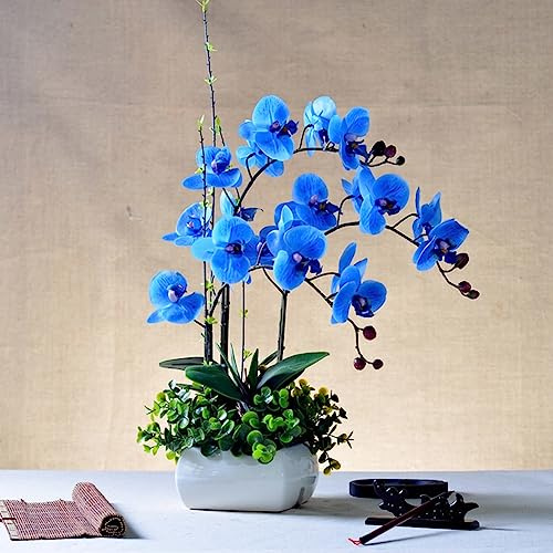 Rotyroya 100 piezas de semillas de orquídeas, planta de flores, adorno de oficina en casa, decoración de bonsái para ventana de jardín Azul