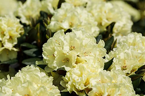Rhododendron INKARHO 30-40 cm – Winterhart, Immergrün, Mehrjährig – Alpenrose – Heckenpflanze für Garten & Sichtschutz
