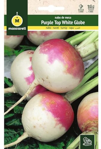 Mascarell Semillas, NABO, Semillas Huerto, NABO PURPLE TOP WHITE GLOBE, Crea tu Propio Huerto Urbano y Cultivo en Casa, Plantas Hortícolas, 12 Gramos