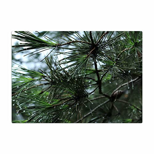 Vero Home 15499 Glas-Schneidebrett | Motiv Natur Kiefer | rutschfest, kratzfest und lebensmittelecht | Maße: 39 x 29 cm