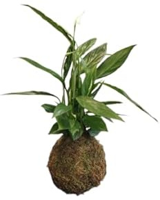 Lirio de la Paz en Kokedama – Spathiphyllum | Planta Natural para Interiores | Fácil de Cuidar