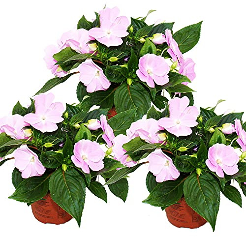 Exotenherz – Ädel-Lieschen – Impatiens Neu-Guinea – 12 cm kruka – set med 3 växter – delikat lila