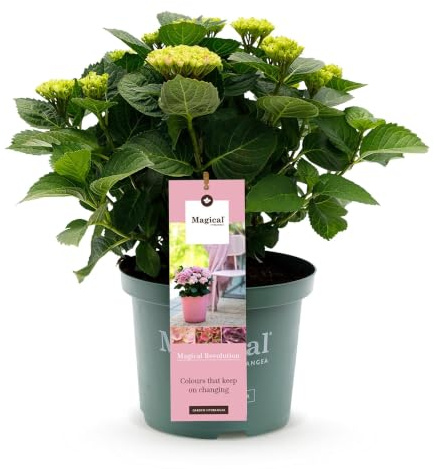 Hortensie Magical Revolution Pink Rosa Hydrangea macrophylla ca. 55 cm | für Balkon, Terrasse und Beet 1, winterhart, bienenfreundlich, robuster Wuchs