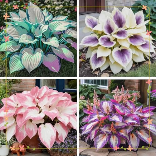 Hosta Funkien Rhizome,Gartenzwiebeln,Hosta Wurzel Mehrjährig winterhart,Garten.Blumenzwiebel Mixt.-4rhizome-F