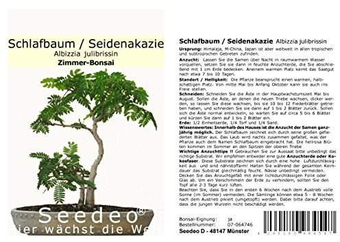 Seedeo® Seidenakazie/Schlafbaum (Albizzia julibrissin) Bonsai 50 Samen