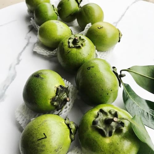 Semi di diospyros digyna - cachi neri - kaki rare, interno budino al cioccolato con sapote nero, cachi resistente giardino 50pcs