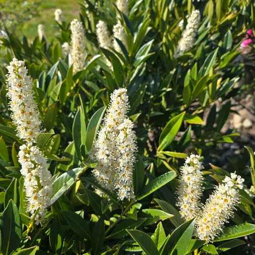 semi di lauroceraso - esotiche da giardino da appartamento purificano l'aria soggiorno decorazione 30pcs