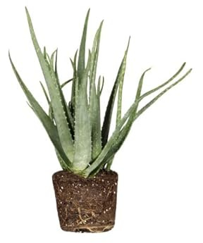 Aloe Vera | DECOALIVE | Cactus y Suculentas | Interior y Exterior | Planta Natural