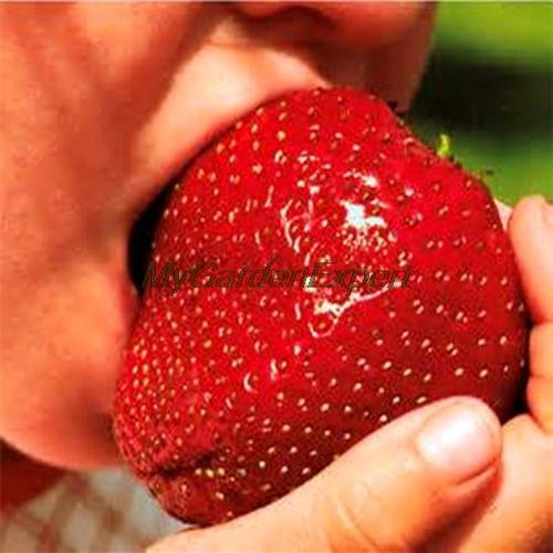 Graines De Fraises Super Géantes Graines De Fruits Taille De Pomme Jardin Diy Pot De Fleurs