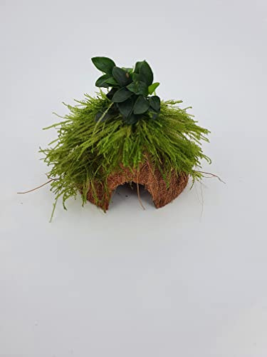 SAHAWA Kokoshöhle mit Wasserpflanzen und Moos, ca. 15x10 cm, Handmade Aquarium Dekoration mit Anubia, Naturprodukt