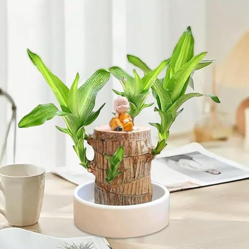 Planta de madera brasileña de la suerte, mini planta de madera de Brasil, adorno de escritorio de madera brasileña en maceta con bonito letrero de panda para decoración de mesa de oficina, sala de