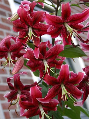 Giglio orientale - Perfetto per la coltivazione in balcone, resistente al freddo, perenne e facile da coltivare-8 PCS-D