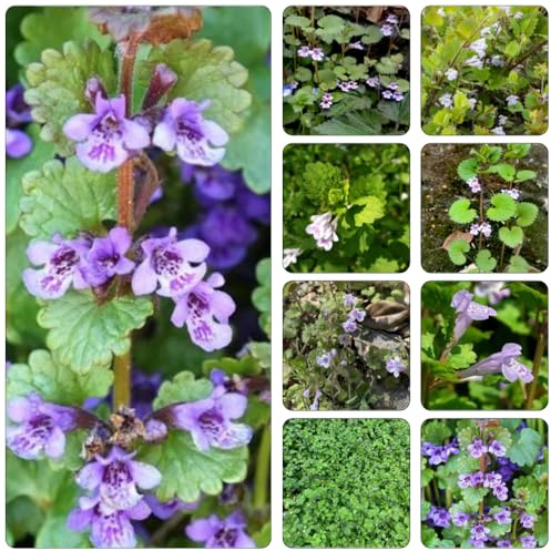 edera terrestre - Copertura giardino decorazione balcone con parterre di semi selvatici 500pcs