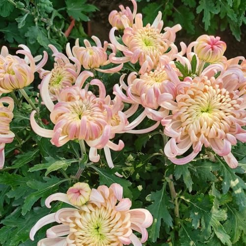 crisantemo autunnali resistenti giardino semi di rampicante interno 250pcs
