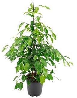 Árbol Natural Ficus Benjamina Color Verde Buen Tamaño