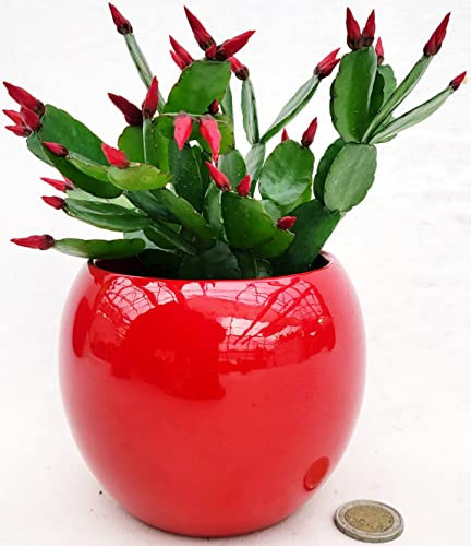 POWERS TO FLOWERS - RHIPSALIS ROSSO, PASQUALINA, VASO SFERICO 11CM DIAMETRO, pianta vera