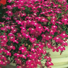 50+ Trailing Rose Colored Lobelia Regatta Perennial Flower Seeds/Great for Hanging Baskets: Only Seeds