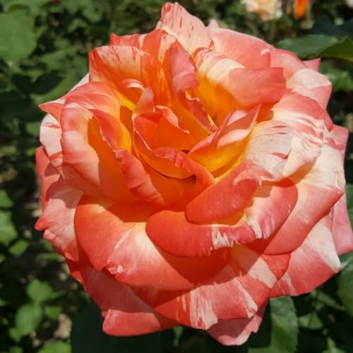 Rosas híbridas/rosas/rizomas/resistentes/ornamentales/de jardín/en maceta/de interior/de exterior/de rápido crecimiento-1 PCS-C