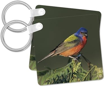 3dRose, Painted Bunting bird on huisache tree, Texas - NA02 RNU0719 - Rolf Nussbaumer, set of 6 Key Chains