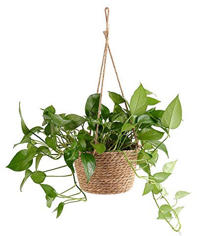 Cesta Colgante para Plantas, Macetero de Pared, Cesta de Cuerda de Yute, Colgador de Macetero de Interior, Organizador Tejido para Decoración del Hogar, Organizador de Almacenamiento(Multicolor A1)