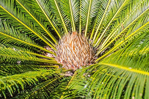 Thailändischer Palmfarn - 3 Samen - Cycas siamensis 'Dwarf Form' -