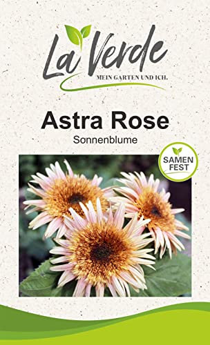 Sonnenblume Astra Rose Blumensamen