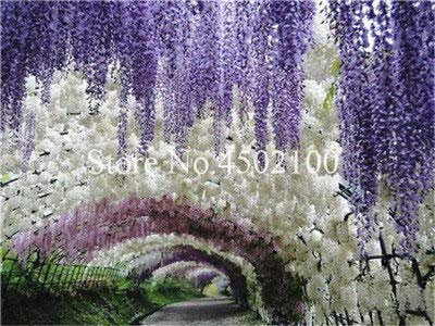 Bloom Green Co. Saldi! 20 Pz misti Wisteria Bonsai, Rare Wisteria otdoor Bonsai perenni interne ornamentali Piante da vaso Per la casa Mini Garden: 5